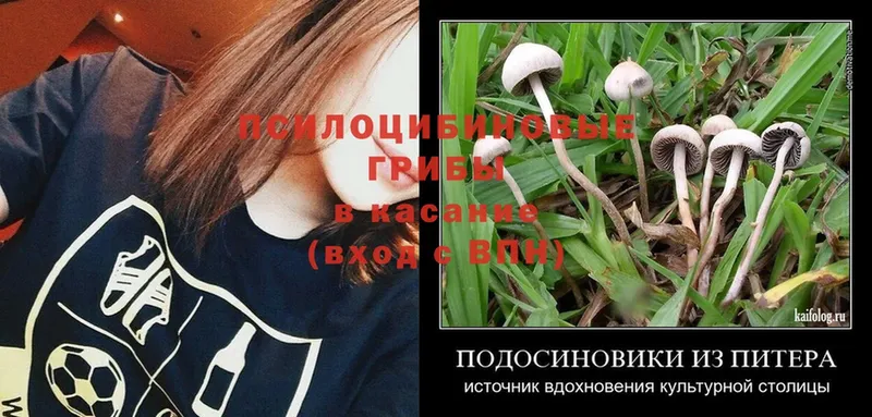 Псилоцибиновые грибы Psilocybe  Белово 